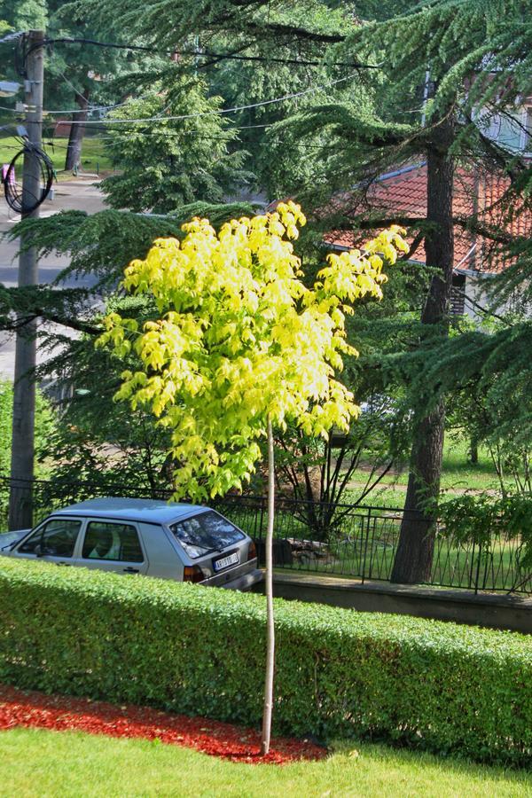 Apartmani15 Arandjelovac Dış mekan fotoğraf
